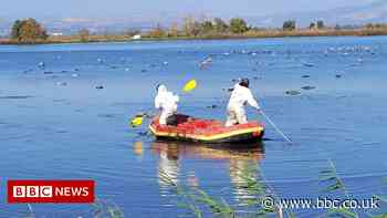 Israel tries to contain avian flu outbreak after 5,000 wild cranes die