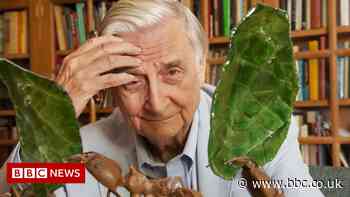Leading American naturalist EO Wilson, dubbed 'Darwin's heir', dies at 92
