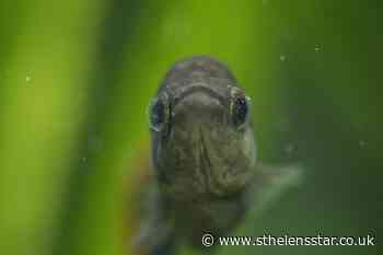 Fish brought back from extinction with help from zoo - St Helens Star