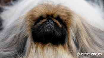 Top dogs will have to wait as Westminster dog show postponed due to COVID