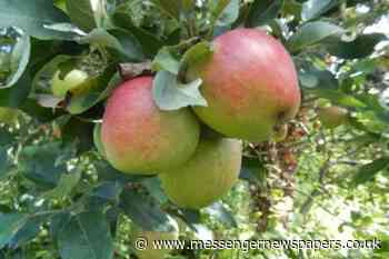 Dunham Cider Press gets extension to opening hours - Messenger Newspapers