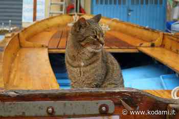 Capri adotta i suoi gatti, il Sindaco: «Sono cittadini a tutti gli effetti» - Kodami