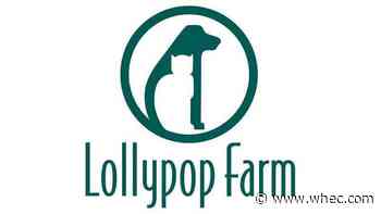 Lollypop Farm nearing capacity, needs people to adopt dogs