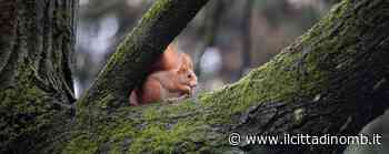 Monza: diventare Park Angel, manifestazione d'interesse fino a fine gennaio - Il Cittadino di Monza e Brianza