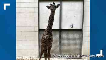 Welcome, baby! Virginia Zoo giraffe has new calf