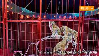 Käfig erfüllt Vorgaben nicht: Stadt stoppt Tiger-Dressur im Weihnachtszirkus - Augsburger Allgemeine