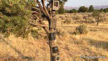 Arizona to ban use of trail cameras for hunting, says that's not 'fair chase' - Arizona Daily Star
