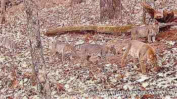 Trail cam catches 5 bobcats roaming together in Ohio. Here’s why the sighting is rare - Raleigh News & Observer