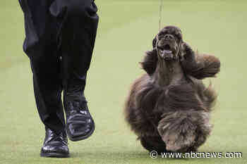 Westminster Kennel Club Dog Show postponed as Covid surges in New York