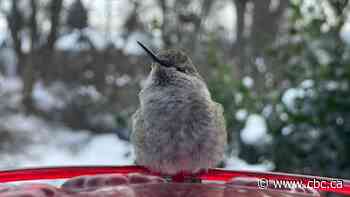 Cold snap taking a toll on B.C.'s Anna's hummingbirds