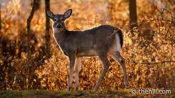 Equilibrium/Sustainability — Deer populations may 'host' coronavirus | TheHill - The Hill