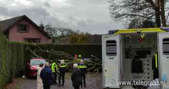 Boom waait op auto, bestuurder zwaargewond naar ziekenhuis - Telegraaf.nl