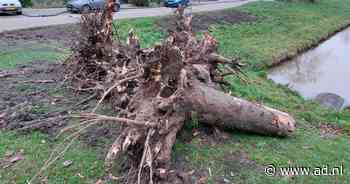 De ene boom na de andere wordt in Nieuwegein afgezaagd, dit is waarom dat gebeurt - AD.nl
