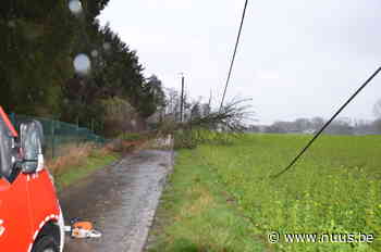 Boom geveld door rukwinden in Everbeek – NUUS - NUUS
