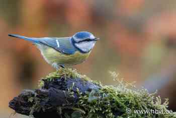Column Limburgs Landschap: Pimpelmees (Wellen) | Het Belang van Limburg Mobile - Het Belang van Limburg