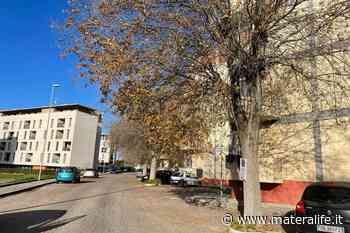 Verde pubblico, potatura degli alberi a Matera - MateraLife