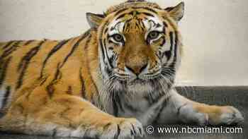 Tiger Shot After Attacking Person at Naples Zoo: Police