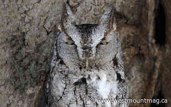 Pause For Poetry: Doris Potter - westmountmag.ca