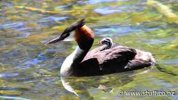 Australasian crested grebe colony discovered in Mackenzie - Stuff.co.nz