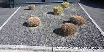 Schottergärten in Marl: Keine Kontrollen – trotz klarer Rechtslage - Marler Zeitung