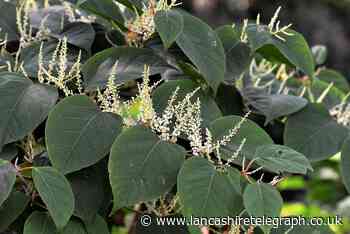 Chorley: Volunteer army needed to tackle invasive plants