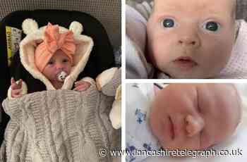Have a look at these five beautiful East Lancs babies