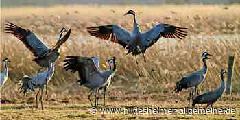 Über Kreis Hildesheim sichtbar: Kraniche nehmen vor dem Wetter Reißaus - www.hildesheimer-allgemeine.de