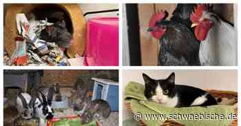 Lindau: Tierheim vermittelt nicht nur Hunde und Katzen - Schwäbische