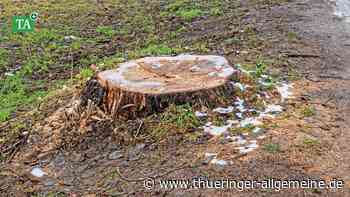 Pappel-Allee bei Wickerstedt nähert sich ihrem Lebensabend - Thüringer Allgemeine