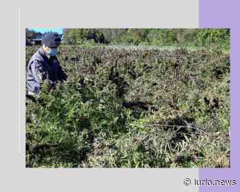 Scovata piantagione di erba a Calatabiano, sequestrati 260 kg di canapa - L'Urlo | News e Lifestyle