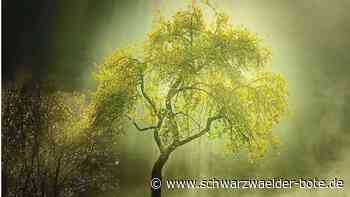 Trotz Corona: Fotoclub in Nagold kann Erfolge feiern