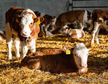 Kälbermarkt in Ansbach erzielt guten Jahresabschluss | Rinderzucht Fleckvieh - agrarheute.com