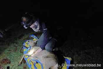 Ree raakt klem in stalen strop en sterft