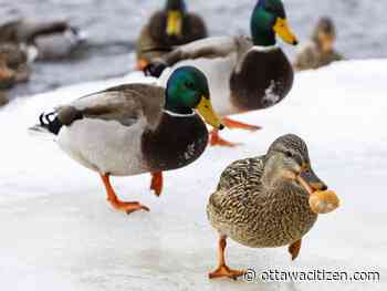 Ottawa Weather: Risk of freezing drizzle Thursday and Friday, periods of snow Saturday night