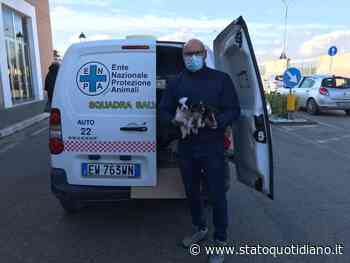 "Cuccioli abbandonati al cimitero di Foggia presi in carico da Marco Lupoli" - StatoQuotidiano.it