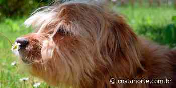 Mais de 350 animais foram adotados em Bertioga neste ano - Costa Norte