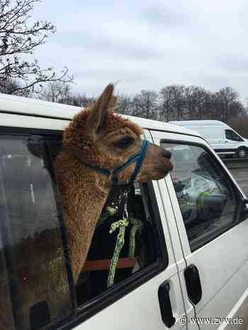 A8 Sindelfingen: Alpaka schaut bei Polizeikontrolle zu - Stuttgart & Region - Zeitungsverlag Waiblingen