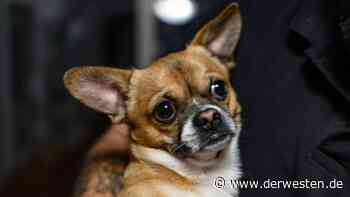 Hund: Verein aus Essen warnt alle Tier-Halter – denn jetzt droht DIESE Gefahr - DER WESTEN