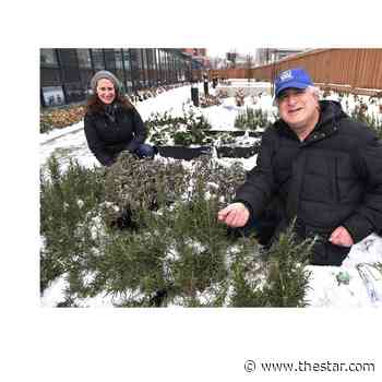 Community farms at Vaughan non-profit inspiring, shows people are thinking of food security - Toronto Star