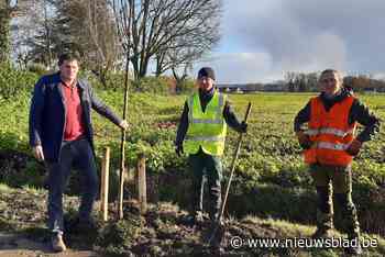 Brakel plant 126 nieuwe laanbomen na inventarisatie (Brakel) - Het Nieuwsblad