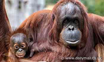 Orangutan mothers 'tailor their behaviour' to help offspring learn, study finds