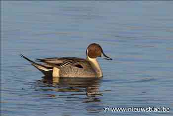 Pijlstaarten zorgen voor sierlijk zicht op Rupel: watervogels kiezen regio weer meer als overwinteringsplaats