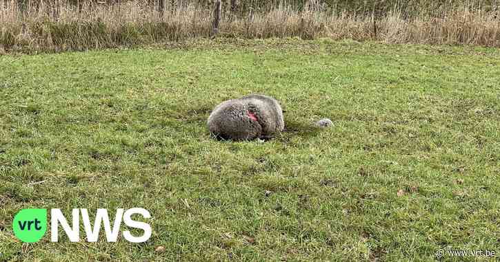 Havenwolf viel wellicht vannacht vijf schapen aan in Stabroek: twee zijn dood, de drie andere gewond - VRT NWS