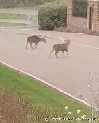 The Beauty of Deer and How They Are At Risk. – Neel Sobhun, GGSK College
