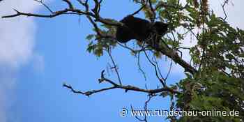 Neunkirchen-Seelscheid: Feuerwehr rettet Katze aus Baum - Kölnische Rundschau