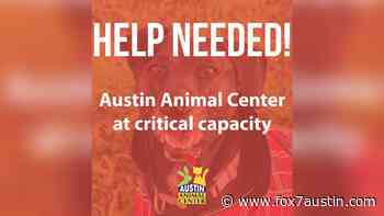 Austin Animal Center at critical capacity, requesting community help - FOX 7 Austin