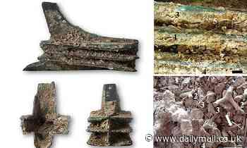 More than 100 animal species are found living on ruins of a 2,000-year-old warship near Sicily