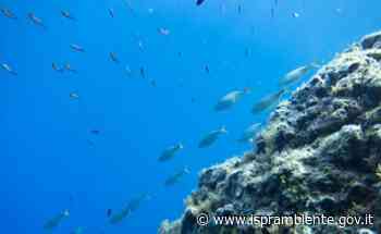 Firmato Protocollo d'intesa MiTE-Difesa-ISPRA per la realizzazione di una nuova unità navale idro-oceanografica - Ispra