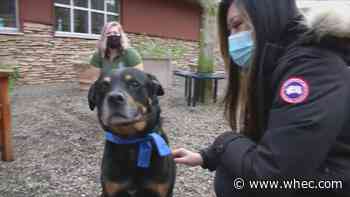 Lollypop Farm asking for help adopting out dogs