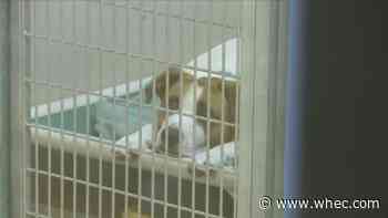 New animal legislation aims to protect animals and owners starting Jan. 1